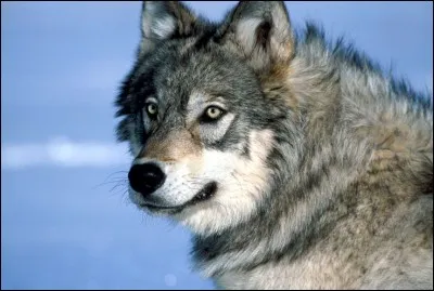 La période des amours ♥ commence :