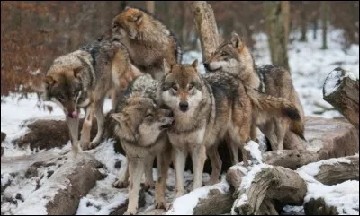 Après combien de semaines de gestation, la louve est-elle prête à mettre bas ?