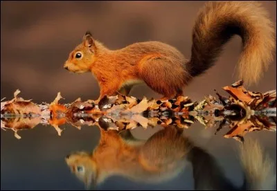 L'écureuil construit :