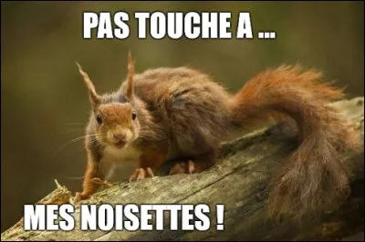 Combien mesure-t-il ? (sans la queue)