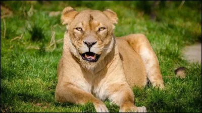 Et pour la femelle ?