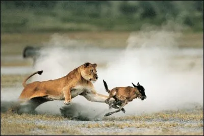 Combien les lions consomment-ils en moyenne de viande par jour ?
