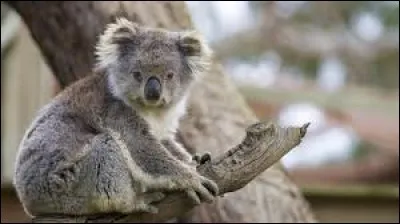 Combien pèse-t-il environ ?