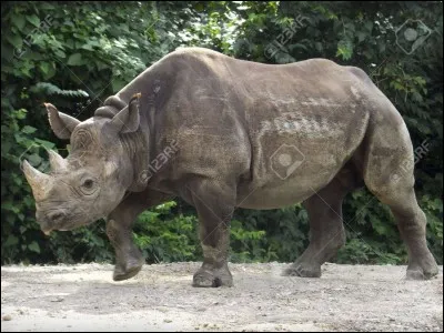 Quelles sont les deux espèces de rhinocéros que l'on trouve en Afrique ?