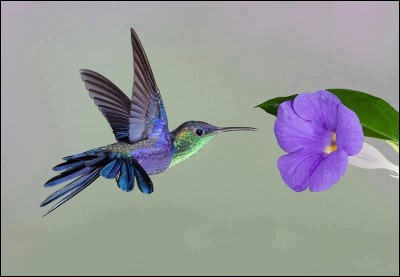 Le colibri est aussi appelé :