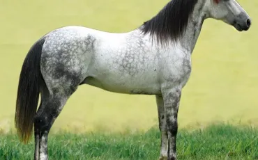 Quiz Galop 3