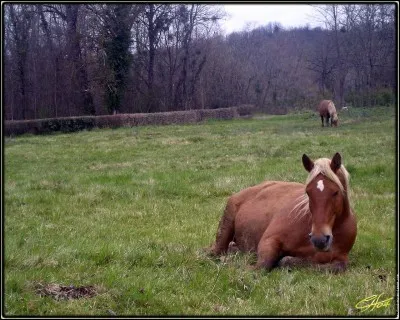 Les chevaux se reposent ...