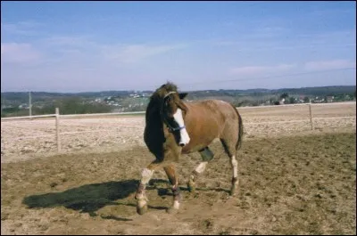 Comment est faite la muserolle allemande ?