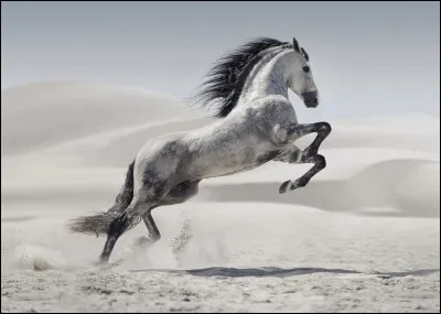 Pour être sur le bon bipède diagonal à gauche, il faut ...
