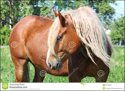 Les fers postérieurs contiennent ...