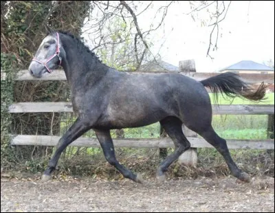 Quelle est la race de ce cheval ?