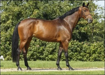 Quelle est la race de ce cheval ?