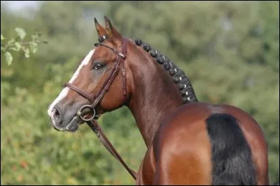 Quelle est la race de ce cheval ?