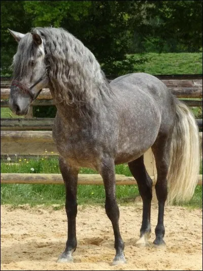 Quelle est la race de ce cheval ?
