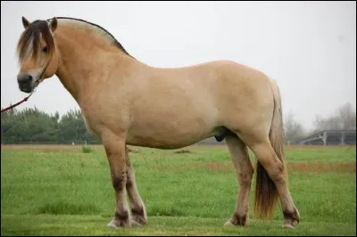 Quelle est la race de ce cheval ?