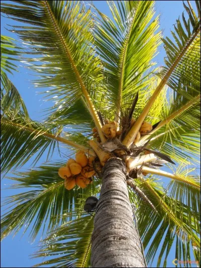 Quels fruits produit cet arbre ?