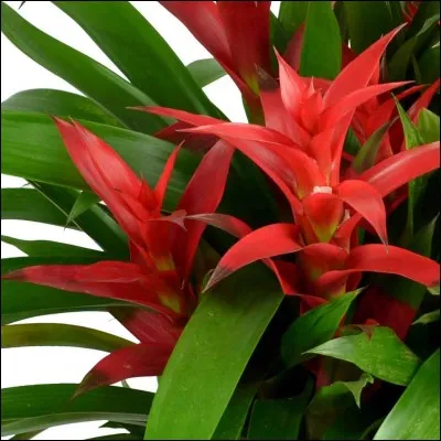 Quelle est cette fleur ?