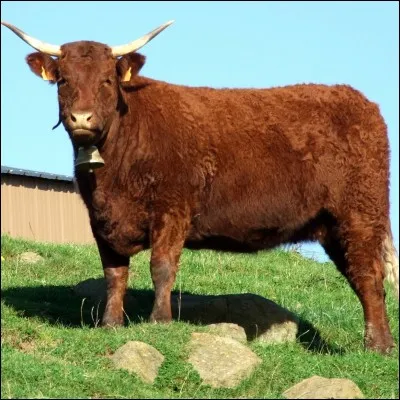 Quelle est la race de cette vache ?