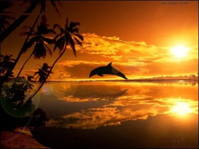 Les dauphins sont-ils des poissons ?