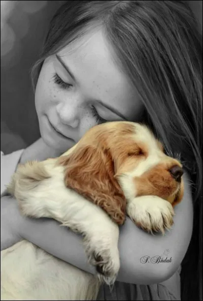 Dans une expression française, au regard de quel animal est comparé un regard doux, triste et attendrissant ? (photo uniquement décorative de Sabri Budak)