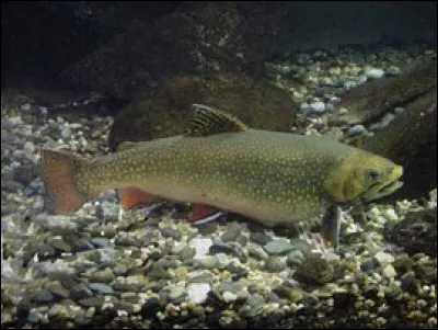 Quel est ce poisson d'eau douce ?