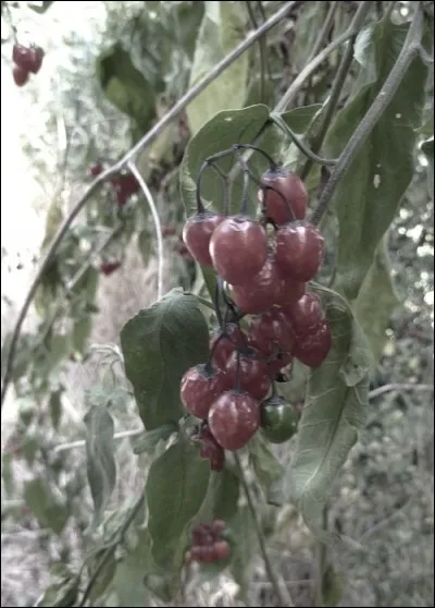Quelle plante est appelée "douce amère" ?