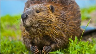Quel est le nom scientifique du castor ?