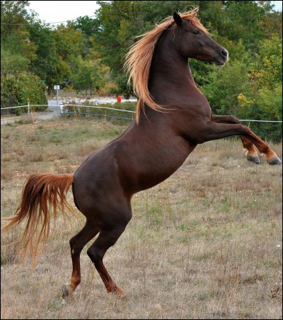 De quelle race est ce beau cheval ?