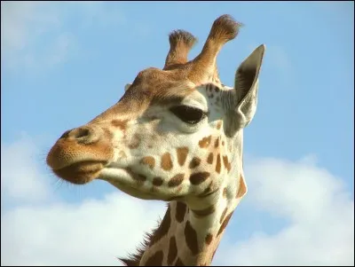 Les girafes ont..