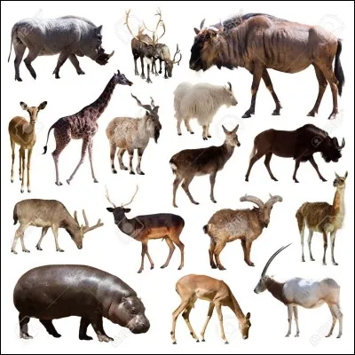 Quel est le plus gros mammif&egrave;re ?