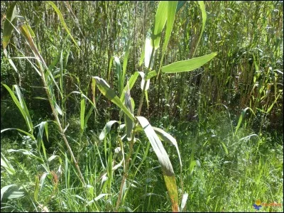 Retrouvez le nom de cette plante !