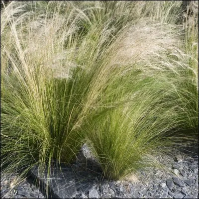 C'est le nom d'une marque de pâtes.