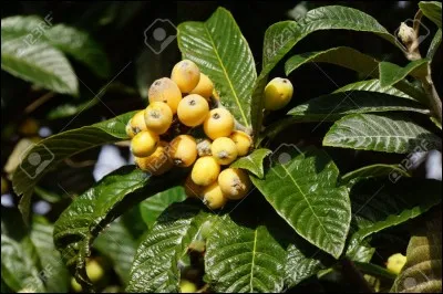 Cochez le nom de cette plante !