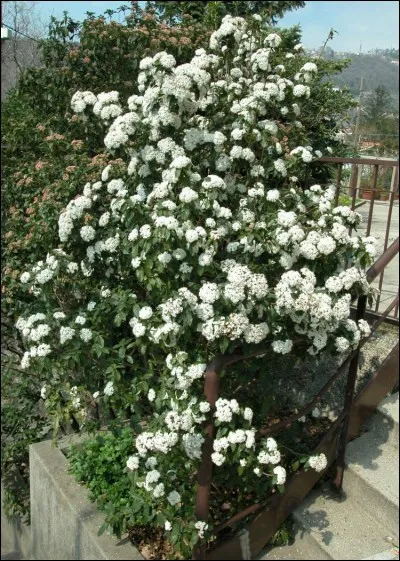 Retrouvez le nom de cette plante.