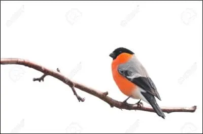 Cette _____ va se casser.