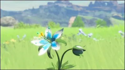 Quel est le nom de cette plante ?