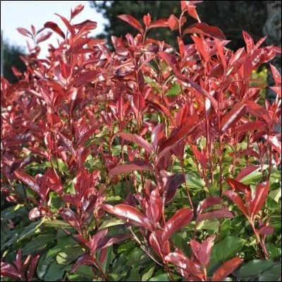 Reconnaissez-vous cette plante ?