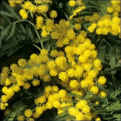 Quelle est cette fleur ?