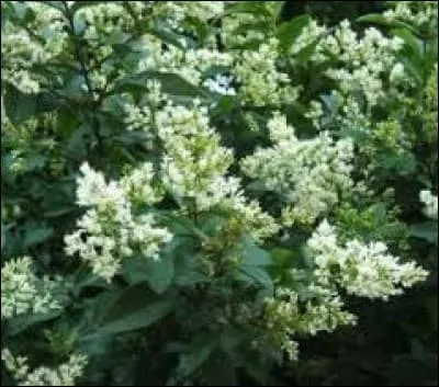 Son nom latin est "Ligustrum vulgare".