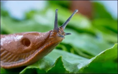 Les limaces mangent leurs congénères.