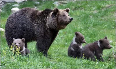 Les ours sont omnivores.