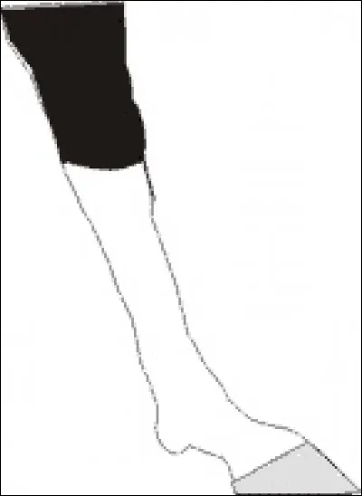 Comment appelle-t-on on les traces blanches sur la patte de ce cheval ?