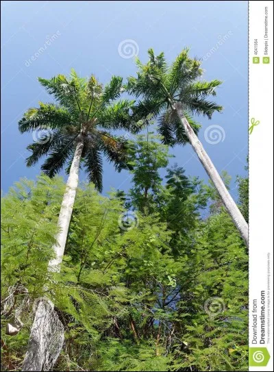 Je suis dans une noix dans des endroits tropicaux, je suis :