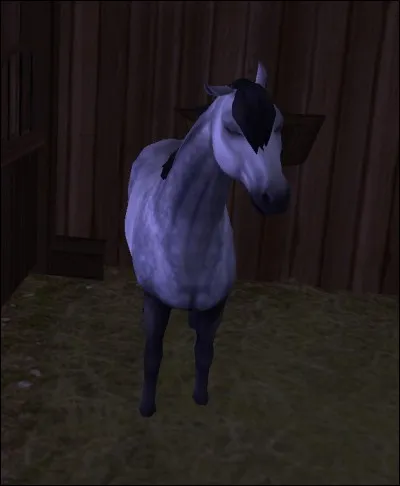 Quelle est cette race de double-poney ?