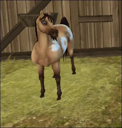 Quelle est cette race de cheval ?