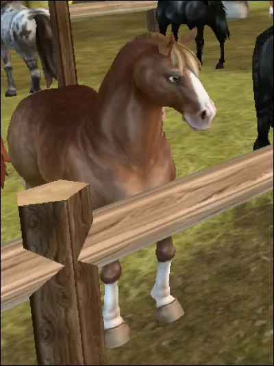 Quelle est cette race de double-poney ?