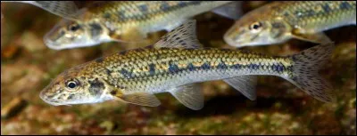 Petits et grands adorent me pêcher, les pieds dans l'eau, mais elle, elle préfère me croquer !