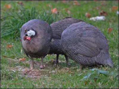 Je suis rapide, mais je dois faire attention, car lui aussi est rapide !