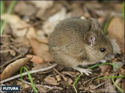 Ah, qu'il fait bon batifoler dans les prés d'Europe, mais attention, l'... te surveille !