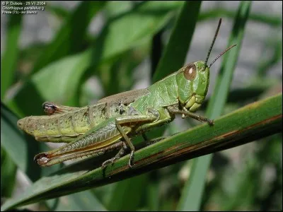 Mon ennemi est cruel, il m'empale sur des épines !